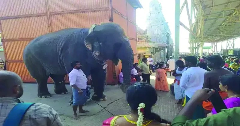 തുടര്‍ച്ചയായി സെല്‍ഫി എടുത്തു; പ്രകോപിതയായ പിടിയാന പാപ്പാനെയടക്കം രണ്ടു പേരെ ചവിട്ടിക്കൊന്നു