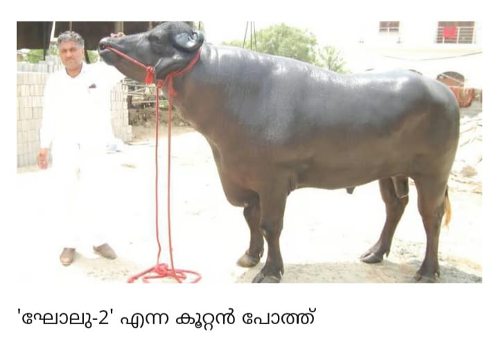 ഏഴടി ഉയരം14 അടി നീളം: രണ്ടായിരം കിലോതൂക്കം:സദര് ആഘോഷത്തിനായി എത്തുന്നത് പത്തുകോടി വിലയുള്ള കൂറ്റന് പോത്ത്; വിഡിയോ