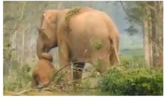 ജീവൻ നഷ്ടപ്പെട്ട് പോയ കുഞ്ഞിന് ഉണർത്താൻ ശ്രമിക്കുന്ന അമ്മയാന!; സോഷ്യൽ മീഡിയകളിൽ വൈറലായി വീഡിയോ