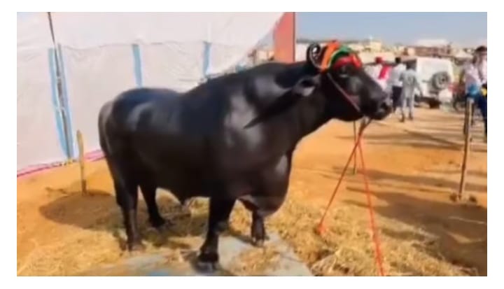 അമ്പട പോത്തേ!വില എട്ട് കോടി; തൂക്കം 1500 കിലോ