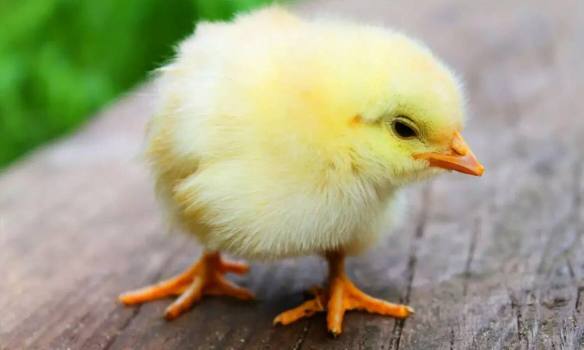 മന്ത്രവാദിയുടെ (ദുരു)ഉപദേശം; കോഴിയെ ജീവനോടെ വിഴുങ്ങിയ യുവാവ് മരിച്ചു