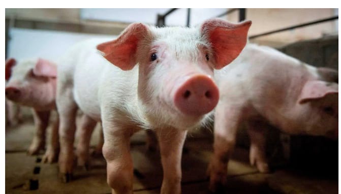 കോട്ടയത്ത് ആഫ്രിക്കൻ പന്നിപ്പനി സ്ഥിരീകരിച്ചു; നീരീക്ഷണം ഊർജ്ജിതമാക്കി