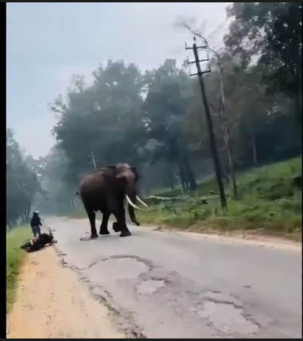 ഭയാനകമായ വീഡിയോ : ടൂവിലറുമായി മറിഞ്ഞ് വീണത് കാട്ടാനയുടെ മുൻപിൽ; ലോറി ഡ്രൈവറുടെ നീണ്ട ഹോണടിയിൽ വിദ്യാർത്ഥി രക്ഷപ്പെട്ടു