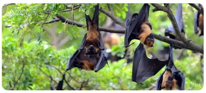 കഞ്ചാവിന് വളമായി വവ്വാൽ കാഷ്ഠം!; ന്യൂയോർക്കിൽ അണുബാധയേറ്റ് രണ്ട് പേർ മരിച്ചു