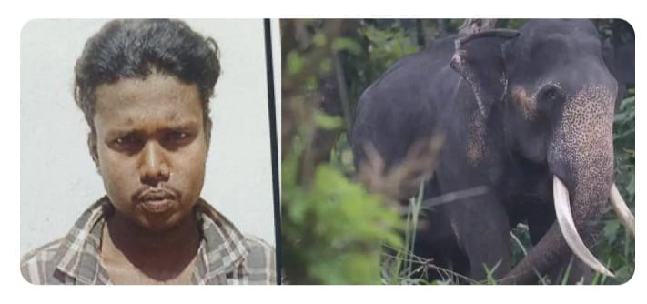 കൊലക്കലി തീരാതെ കാട്ട് കൊമ്പൻ;വയനാട്ടിൽ ഒരാളുടെ ജീവൻകൂടി പൊലിഞ്ഞു