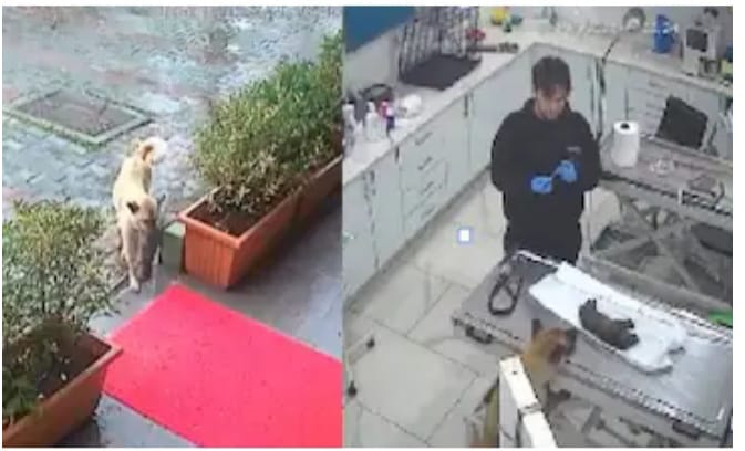 അമ്മ മനസ്സ്: അവശയായ കുഞ്ഞിനെ കടിച്ചെടുത്ത് മൃഗാശുപത്രിയിൽ എത്തിയ നായ;മാതൃ സ്നേഹത്തിൻെറ കരുതൽ -വൈറൽ വീഡിയോ