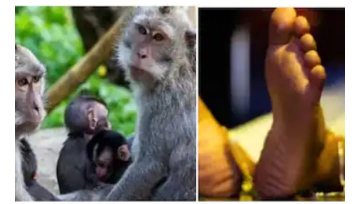 പെൺകുട്ടിയെ ടെറസിൽ നിന്ന് കുരങ്ങന്മാർ തള്ളിയിട്ട് കൊന്നു