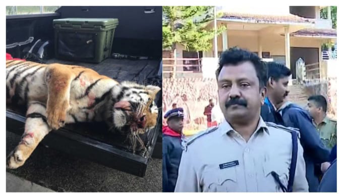 വയനാട്ടിൽ ആദിവാസി സ്ത്രീയെ കൊന്ന നരഭോജി കടുവ ചത്തനിലയിൽ; വെടിയേറ്റല്ലെന്ന് സൂചന