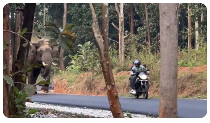 ബൈക്കിൽ മാതാപിതാക്കളോടൊപ്പം കൈ കുഞ്ഞ്: പാഞ്ഞടുത്ത് കാട്ടാന; അത്ഭുതകരമായ രക്ഷപെടൽ
