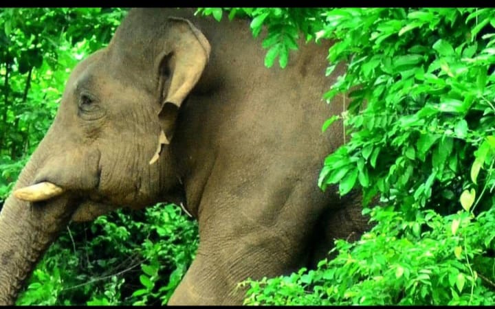 കാട്ടാനയുടെ ആക്രമണത്തിൽ പാലക്കാട് കർഷകന് പരുക്കേറ്റു; വന്യമൃഗ ആക്രമണത്തിൽ സർക്കാർ ഇടപെടൽ നിരുത്തരവാദപരമെന്ന കെസിബിസി