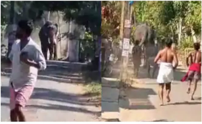 തൃശ്ശൂരിൽ ആനയിടഞ്ഞു:രണ്ട് പേരെ കുത്തി, ഒരാൾ മരിച്ചു; പരുക്കേറ്റ പാപ്പാൻ്റെ നില ഗുരുതരം