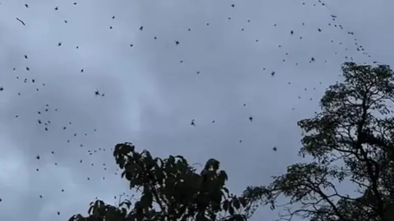 ആകാശത്തുനിന്ന് പറന്നിറങ്ങി എണ്ണമറ്റ എട്ടുകാലികള്‍, ഭയമുണര്‍ത്തി ബ്രസീലില്‍ ‘ചിലന്തിമഴ’