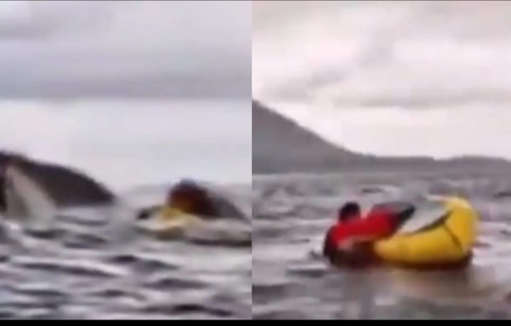 യുവാവിനെ കൂറ്റൻ തിമിംഗലം വിഴുങ്ങിയെങ്കിലും പെട്ടെന്ന് തിരിച്ചു തുപ്പി; അത്ഭുതകരമായ രക്ഷപെടല്‍