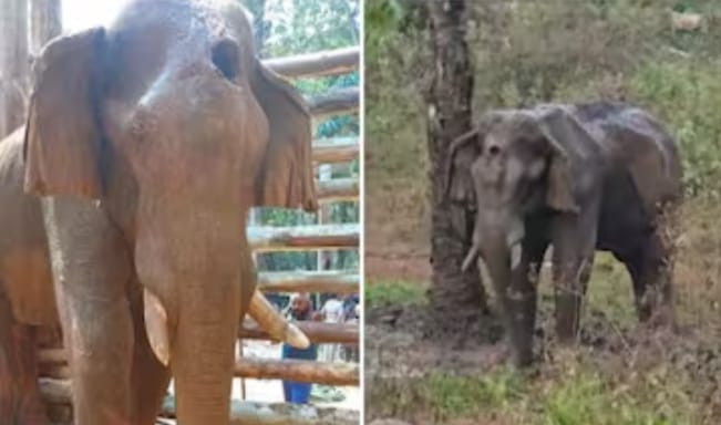 ചികിത്സ വിഫലം; മസ്തകത്തിൽ മുറിവേറ്റ കാട്ടുകൊമ്പൻ ചെരിഞ്ഞു