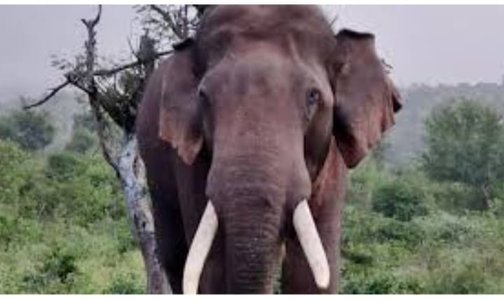 ഇടുക്കിയിൽ വീണ്ടും കാട്ടാനയുടെ ആക്രമണം; കാന്തല്ലൂരിൽ 57-കാരന് ദാരുണാന്ത്യം