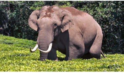 മൂന്നാറിൽ ഇരുചക്രവാഹനത്തിൽ സഞ്ചരിച്ച സ്ത്രീയെ കാട്ടാന ‘പടയപ്പ’ എടുത്തെറിഞ്ഞു