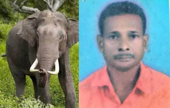 വീണ്ടും കാട്ടാന ഒരാളുടെ ജീവനെടുത്തു; വെള്ളച്ചാല്‍ സ്വദേശിയായ പ്രഭാകരനാണ് കൊല്ലപ്പെട്ടത്