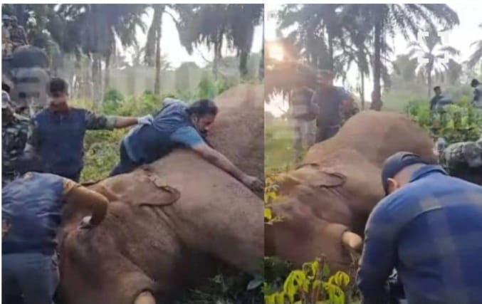 മസ്തകത്തില്‍ പരിക്കേറ്റ കൊമ്പനെ മയക്കുവെടി വെച്ചു; കോടനാട് അഭയാരണ്യത്തിലേക്ക് മാറ്റി
