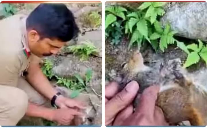 ചാടിതെളിഞ്ഞ അണ്ണാനും ചാട്ടം പിഴച്ചു;പാറപ്പുറത്ത് വീണ് അബോധാവസ്ഥയിലായ അണ്ണാന് സി പി ആറിലൂടെ പുതുജീവൻ