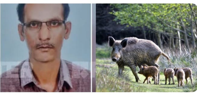 കാട്ടുപന്നി കുറുകെ ചാടി; ഓട്ടോ മറിഞ്ഞ് ഡ്രൈവർ മരിച്ചു