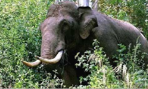 അട്ടപ്പാടിയില്‍ കാട്ടാന ആക്രമണത്തില്‍ പരിക്കേറ്റ് ചികിത്സയിലിരുന്ന ആള്‍ മരിച്ചു