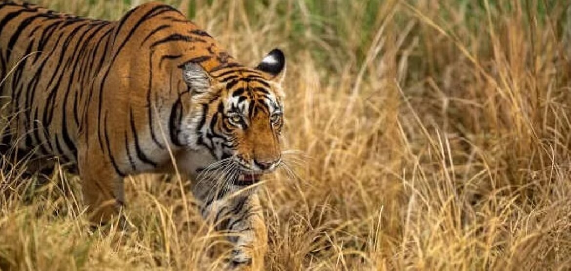 രണ്ട് പേരെ ആക്രമിച്ച കടുവയെ നാട്ടുകാർ തല്ലിക്കൊന്നു; സംഭവം ഉത്തർ പ്രദേശിൽ