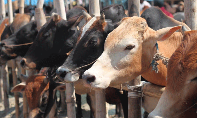 പശുക്കടത്തെന്ന് ആരോപിച്ച് ഉത്തർപ്രദേശിൽ യുവാവിനെ പോലീസ് വെടിവെച്ച് പിടികൂടി
