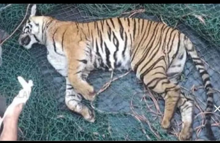 വണ്ടിപ്പെരിയാറിൽ ഇറങ്ങിയ കടുവായ്ക്ക് നേരെ മയക്ക് വെടിവെച്ചു; പിന്നാലെ കടുവ ചത്തു