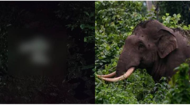 വീണ്ടും ജീവനെടുത്ത് കാട്ടാന; പൂളക്കൊല്ലി സ്വദേശി അറുമുഖൻ ആണ് മരിച്ചത്