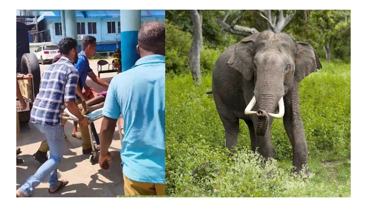 വീണ്ടും ജീവനെടുത്ത് കാട്ടാന; അട്ടപ്പാടിയിൽ കാട്ടാന ആക്രമണത്തിൽ 60കാരൻ മരിച്ചു