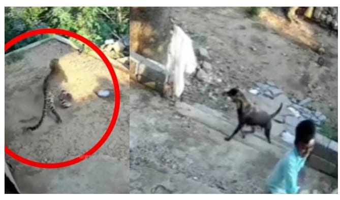 നടുക്കുന്ന ദൃശ്യം; കളിച്ചുകൊണ്ടിരുന്ന കുട്ടിക്ക് നേരെ പാഞ്ഞടുത്ത് പുലി – വീഡിയോ