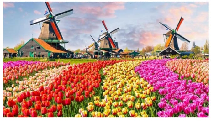 ശിശിര കാലത്തിന് വിടനൽകി യൂറോപ്പ്; വസന്തത്തെ വരവേൽക്കാൻ ചിരിച്ചൊരുങ്ങി ടുലിപ് പൂക്കൾ