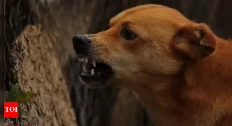 മലപ്പുറത്ത് തെരുവുനായയുടെ കടിയേറ്റ 5 വയസ്സുകാരിക്ക് പേവിഷബാധ, അതിഗുരുതരാവസ്ഥയില്‍