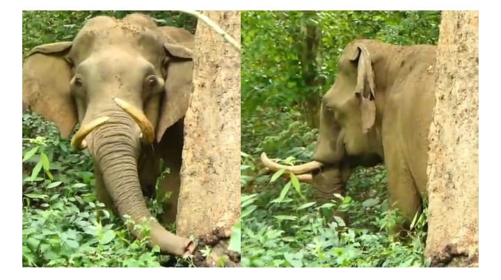 കവളപ്പാറ വനത്തിൽ കാട്ടാനയ്ക്ക് ഗുരുതര പരിക്ക്; അവശ നിലയിലായ ആന ജനവാസ മേഖലയിൽ