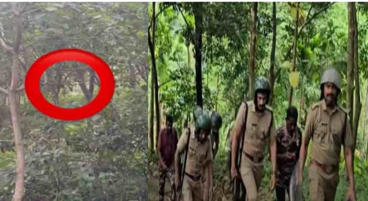 കാളികാവിലെ നരഭോജി കടുവയെ കണ്ടെത്തി; മയക്കുവെടിവെക്കാൻ നീക്കം