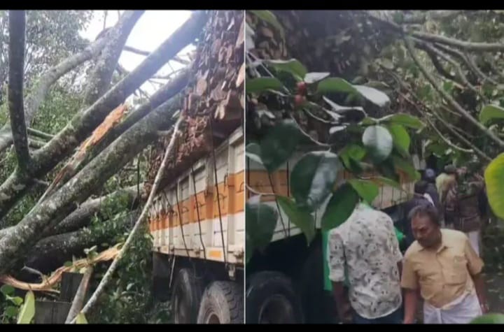 നിർത്തിയിട്ടിരുന്ന ലോറിക്ക് മുകളിൽ വൻ മരം കടപുഴകി വീണു; യുവാവിന് ദാരുണാന്ത്യം
