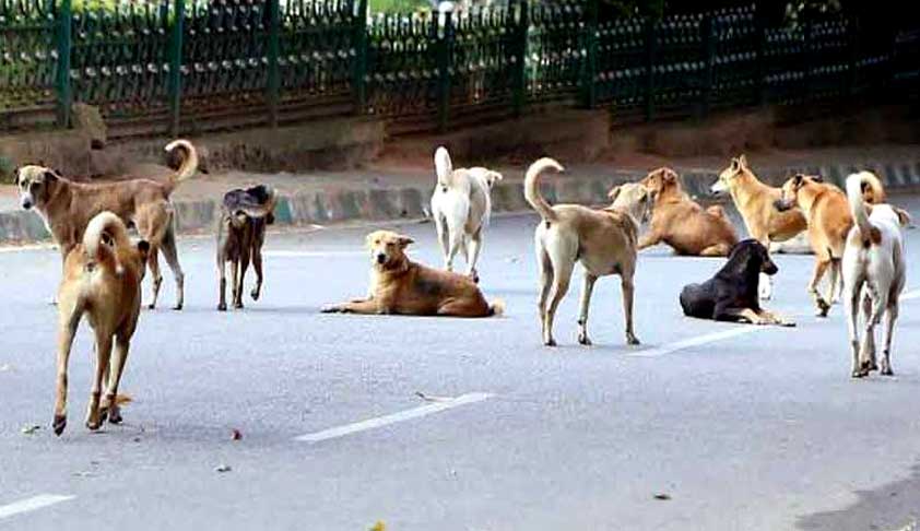 ആദ്യം കടിച്ചാല്‍ 10 ദിവസം അകത്ത്, ആവര്‍ത്തിച്ചാല്‍ ജീവപര്യന്തം തടവ്; തെരുവുനായകള്‍ക്കായുള്ള ശിക്ഷ ഉത്തരവുമായി യുപി സര്‍ക്കാര്‍