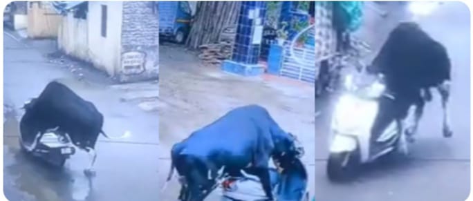 ഹേ…മനുഷ്യരെ ഞങ്ങൾക്കും ഇതൊക്കെ വഴങ്ങും!;സ്ക്കൂട്ടർ ഓടിക്കുന്ന പശുക്കിടാവിൻെറ വീഡിയോ വൈറൽ