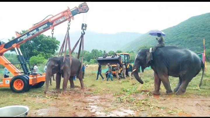 കുഴഞ്ഞുവീണ് പിടിയാന; അമ്മയെ ഉണർത്താനുള്ള കുട്ടിയാനയുടെ ശ്രമം നോവുന്ന കാഴ്ചയായി