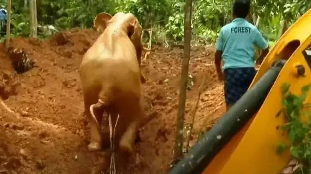 നാട്ടുകാരുടെ പ്രതിഷേധം: മണിക്കൂറുകള് നീണ്ട അനിശ്ചിതത്വം ഒടുവില് കോതമംഗലത്ത് കിണറ്റില് വീണ ആനയെ രക്ഷപ്പെടുത്തി