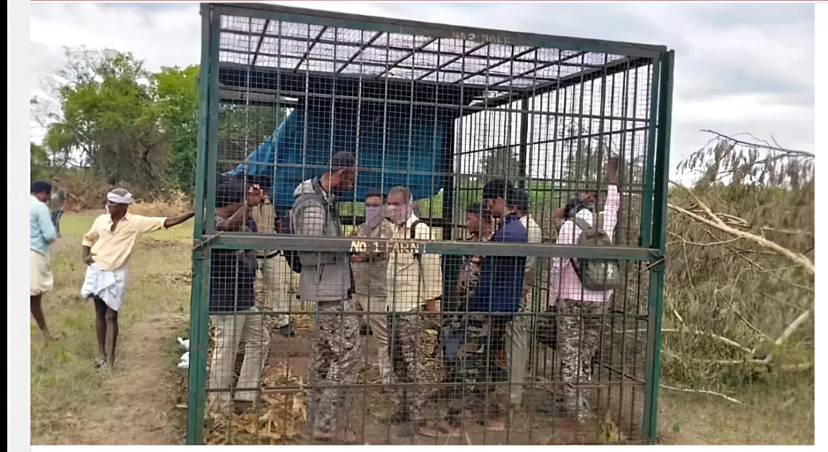 ഗ്രാമത്തിലിറങ്ങിയ കടുവയെ പിടികൂടാൻ അലസത; വനംവകുപ്പ് ജീവനക്കാരെ കൂട്ടിലിട്ട്  ജനങ്ങൾ