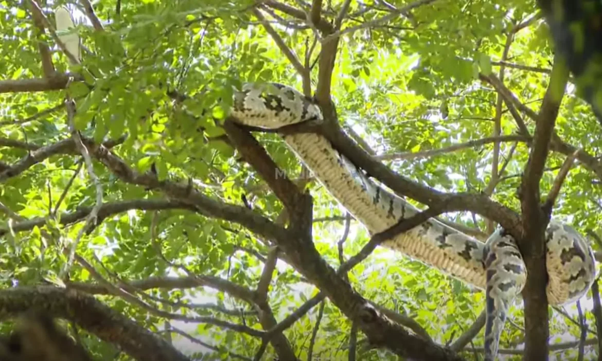 വഴിയെ പോയവര്‍ വെറുതെയൊന്ന് മുകളിലേയ്ക്ക് നോക്കി; മരത്തിന് മുകളില്‍ കൂറ്റന്‍ പെരുമ്പാമ്പ്, അതും കൊച്ചി നഗരത്തില്‍