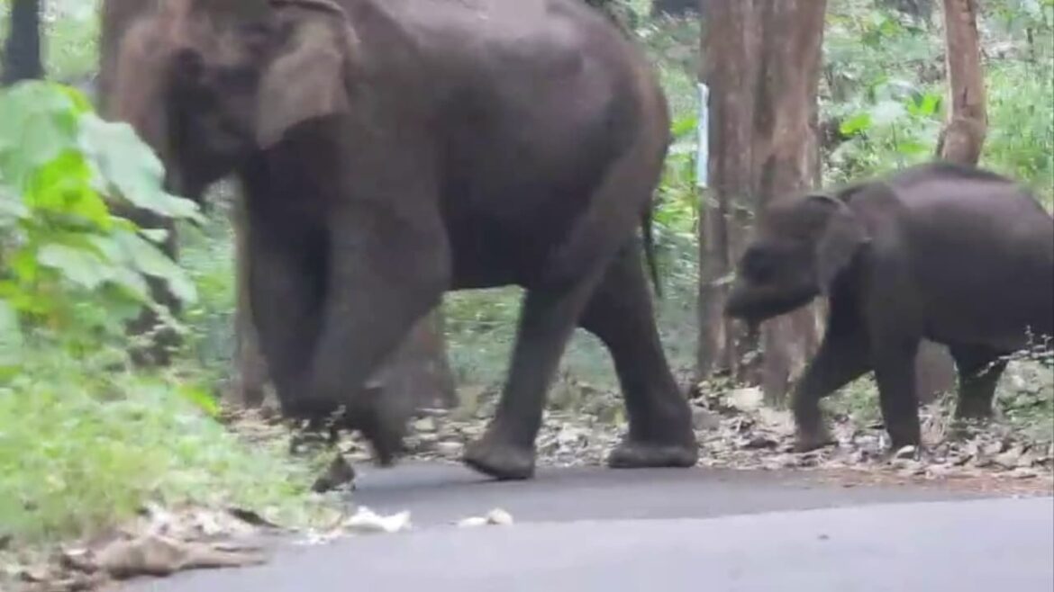 അതിരപ്പിള്ളിയിൽ വൃദ്ധനെ കാട്ടാന ചവിട്ടിക്കൊന്നു,​ ദാരുണസംഭവം ചായ കുടിക്കാൻ പോകുന്നതിനിടെ
