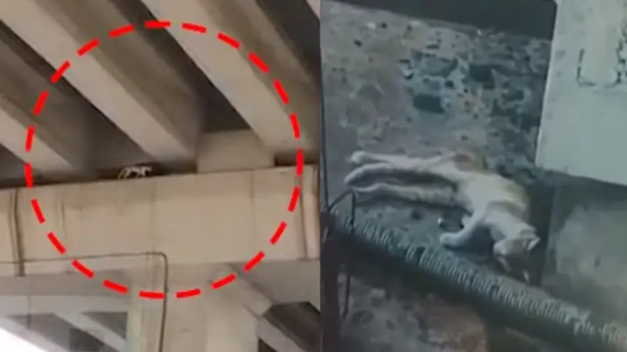 ‘സുഭാഷി’നെ കീഴെ ഇറക്കി: മെട്രോ പില്ലറില്‍ കുടുങ്ങിയ പൂച്ചയെ രക്ഷപ്പെടുത്തി