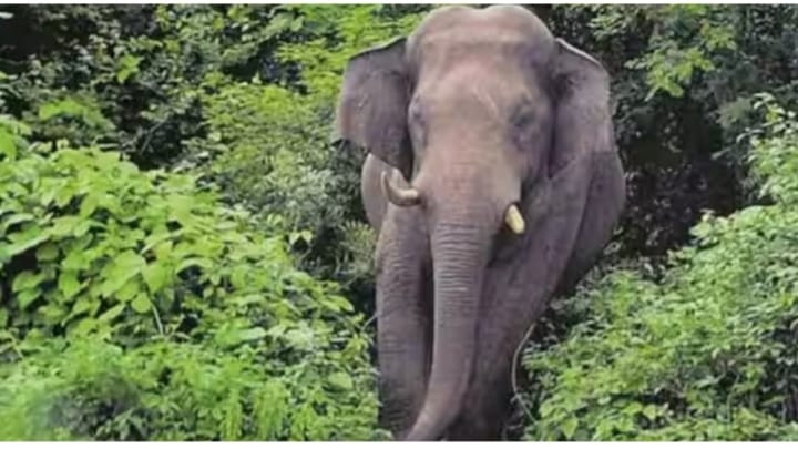 കാട്ടനയുടെ ആക്രമണത്തില്‍ 14-കാരന് ദാരുണാന്ത്യം.