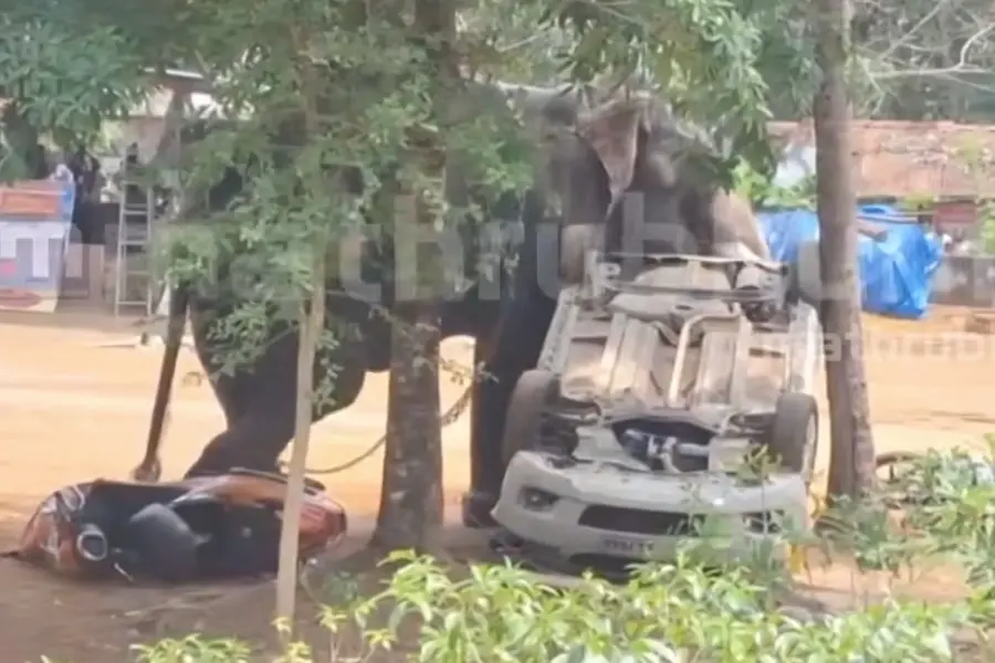 അങ്കമാലിയില്‍ ആന ഇടഞ്ഞു; ഒരാളെ ചവിട്ടിക്കൊന്നു, ആനയെ മയക്കുവെടിവെച്ച് തളച്ചു