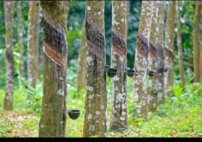 നല്ല കാലത്തിന്‍റ വഴിയില്‍ റബർ കർഷകർ; ഉത്പാദനത്തിലും വിലയിലും വൻ വര്‍ദ്ധനവ്