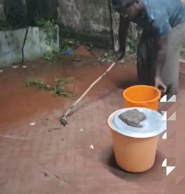 തൃശ്ശൂരില്‍ പാമ്പുകളുടെ ‘പെരുമഴ’ കാലം!