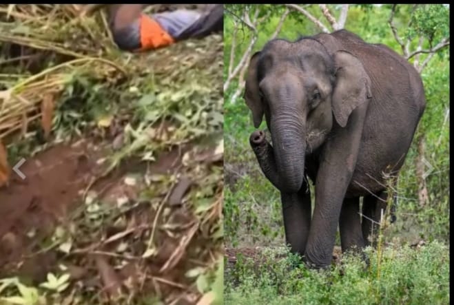 ഇടുക്കി പൂപ്പാറയില്‍ കാട്ടാന ആക്രമണത്തില്‍ ഒരാള്‍ കൊല്ലപ്പെട്ടു; എംഎൽഎയുമായുള്ള ചർച്ചയില്‍ പ്രതിഷേധം അവസാനിപ്പിച്ചു