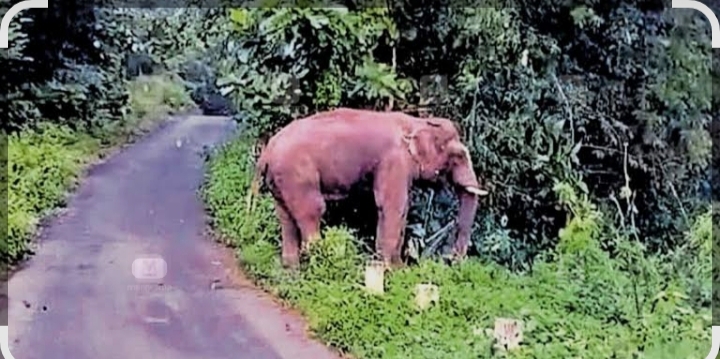 വന്യജീവി ഭീതി: ഇടുക്കിയില് വനാതിര്ത്തിയിലും തോട്ടം മേഖലയിലും വൈകിട്ട് 6 മുതല് രാവിലെ 6 വരെ യാത്രാവിലക്ക്